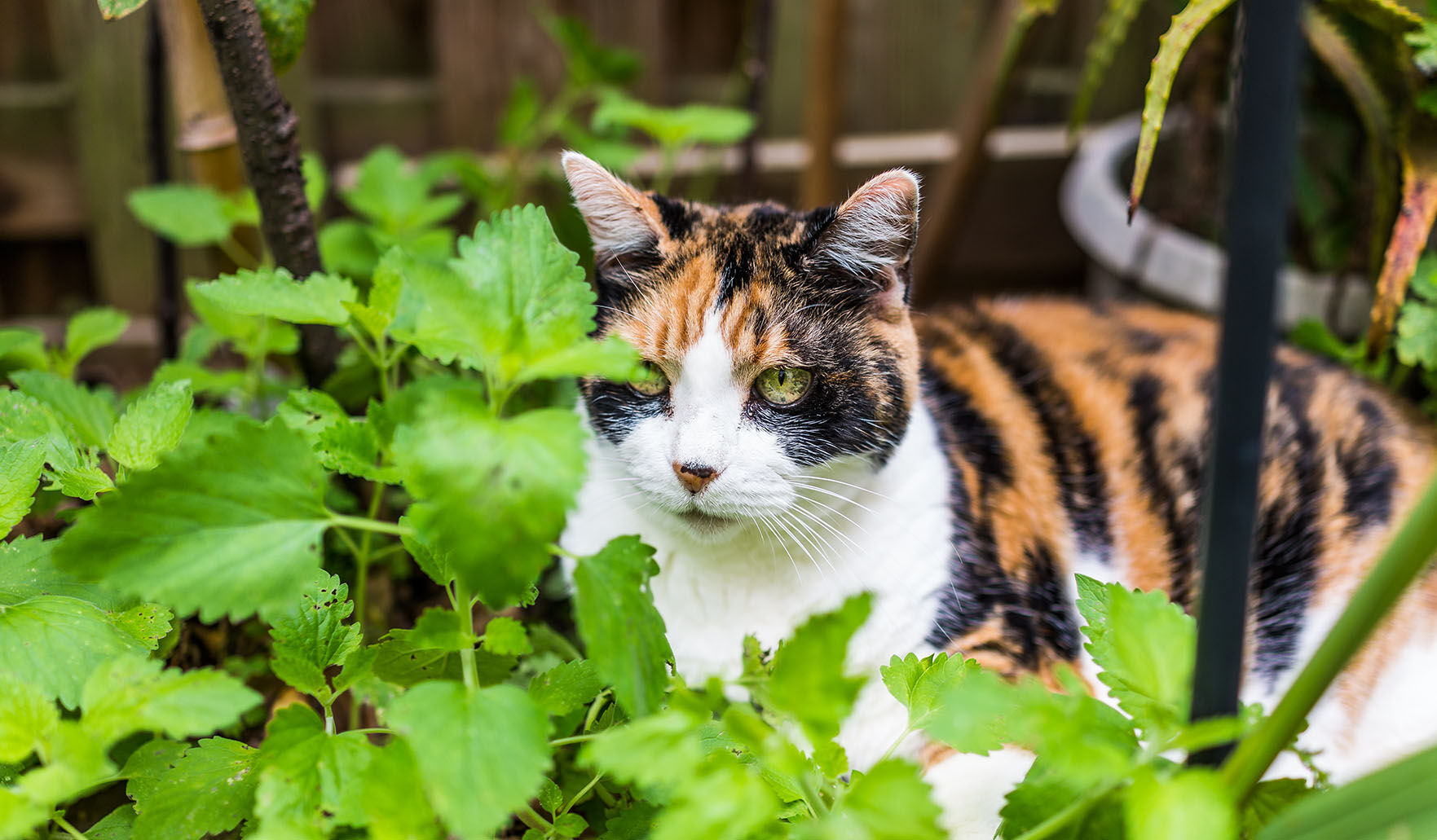Closeup of calico cat lying in bed of catnip greens plant in outdoor home garden by fence
